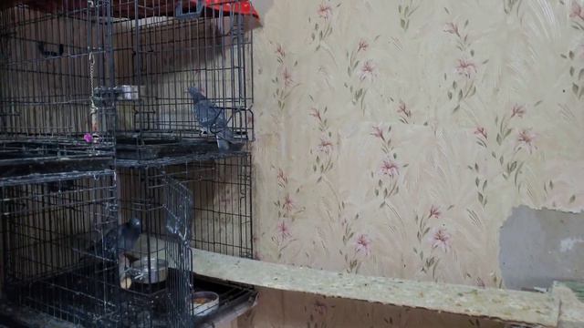 Я снова с вами, Друзья! Птичьи новости смотреть онлайн