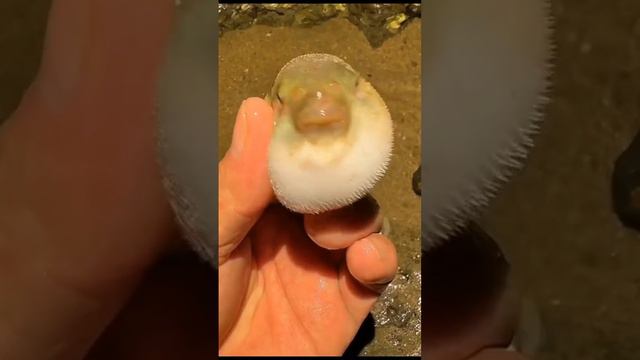 1000088138.mp4Рыба разговаривает! смотреть онлайн