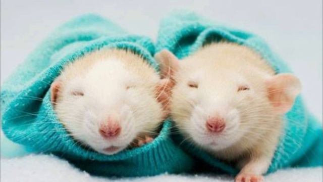 Rat Sounds Effect смотреть онлайн