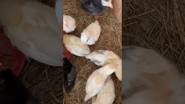Птичий базар смотреть онлайн
