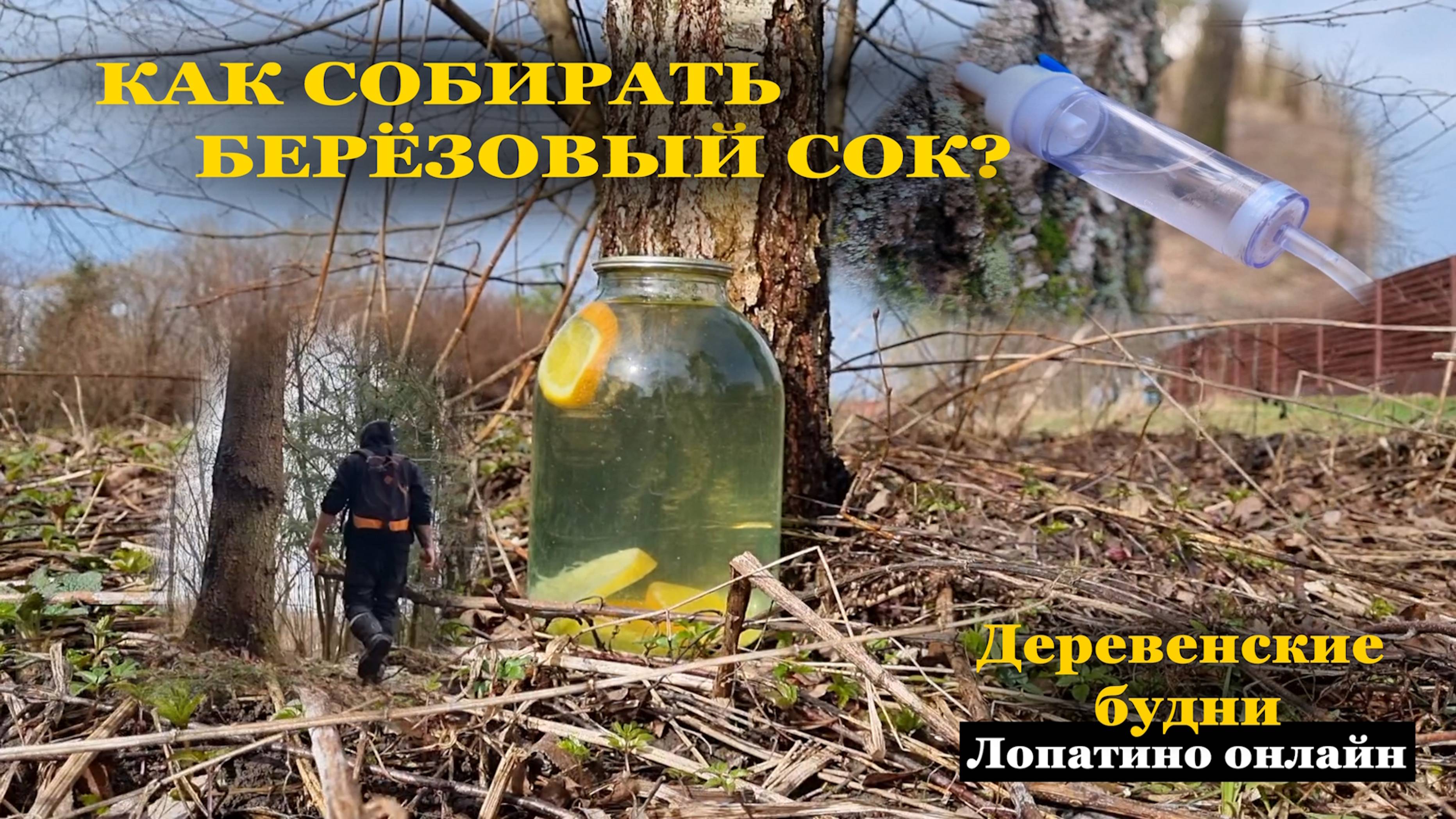 КАК Я СОБИРАЮ БЕРЁЗОВЫЙ СОК! Рецепт в описании. /// Прогулка по лесу, сходил к солонцу.