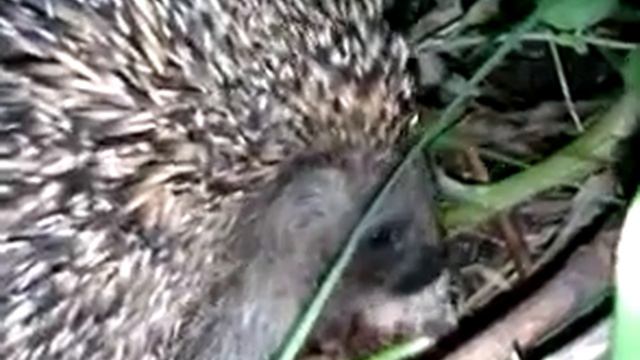 VIDEO0021.3gp смотреть онлайн