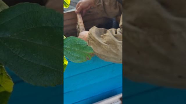 Поймал диких пчёл!