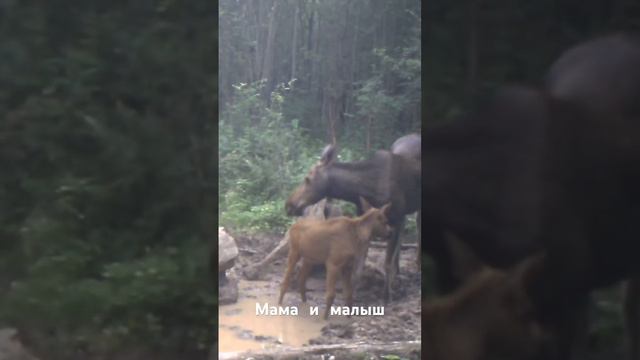 Заботливая мама смотреть онлайн