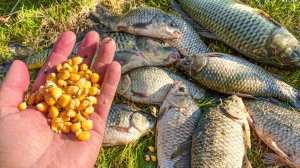 ЗАКИНУЛ ПАРУ ГОРСТЕЙ В ВОДУ И ПОПЕРЛИ САЗАНЫ, КАРАСИ, КАРПЫ! РЫБАЛКА НА ПОСТАВУШКИ С НОЧЕВКОЙ!