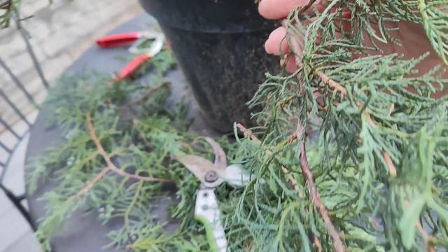 НИВАКИ из можжевельника Вергинского сорт Grey Owl,(Серая Сова)