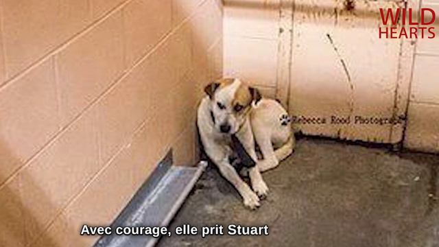 Il a été Retrouvé Avec Une Ceinture Autour du Cou On a Du Mal à Imaginer ce Qu'a Vécu ce Pauvre Chi смотреть онлайн