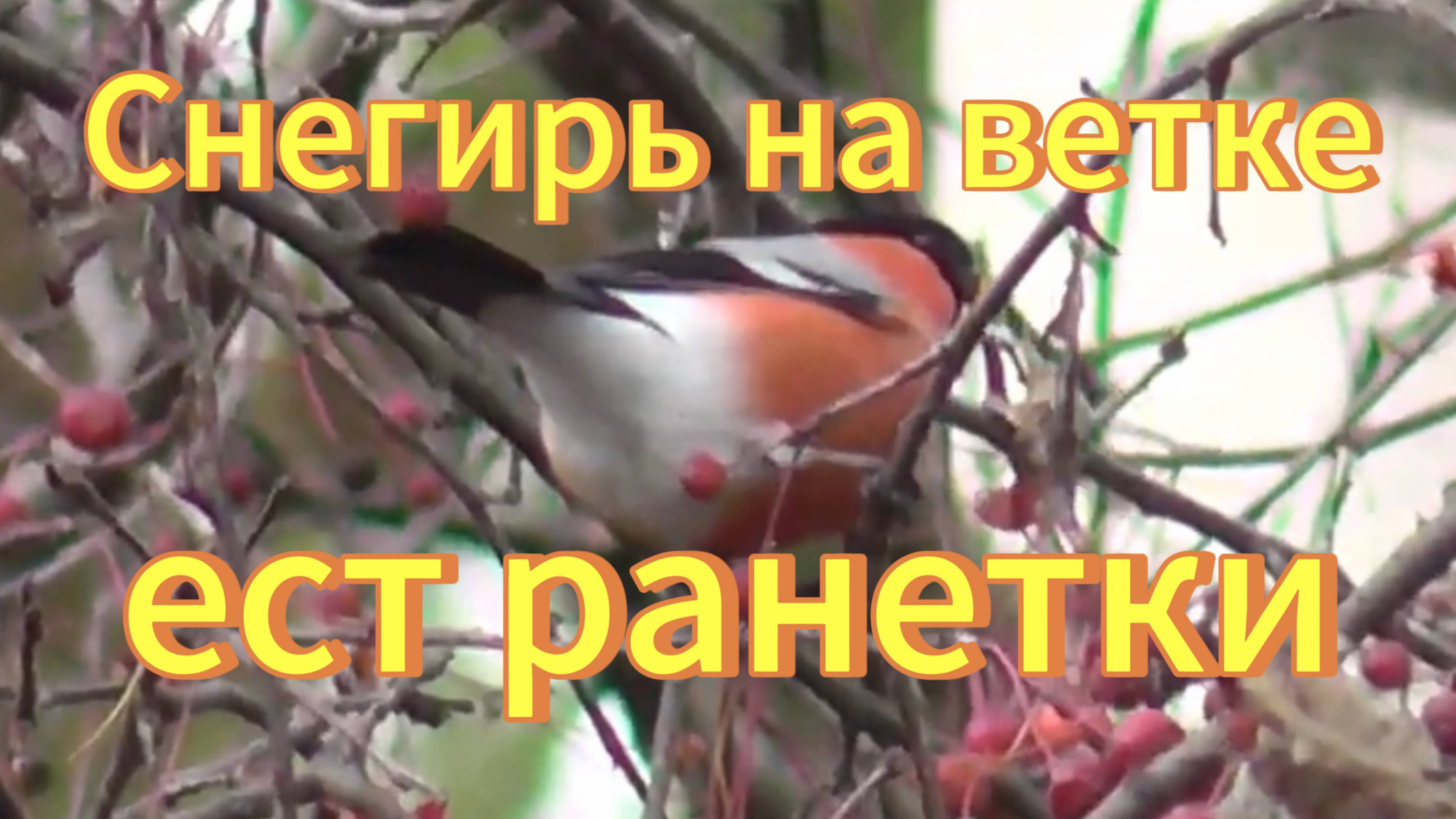 Снегирь на ветке ест ранетки. Птицы Новосибирской области. Новосибирский Дендропарк. смотреть онлайн