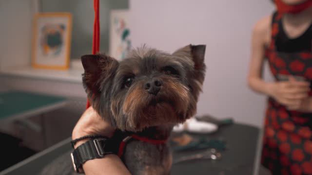 Йоркширский терьер Тайсон идет на груминг, подстригаться и сниматься )