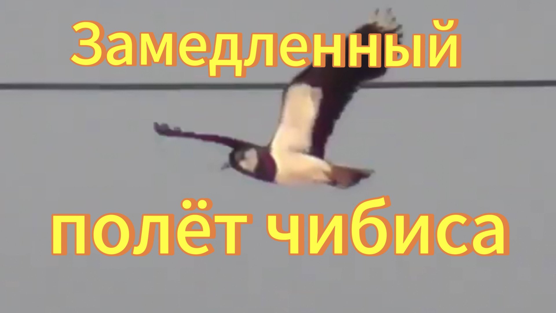 Замедленный полёт Чибиса.Птицы Сибири. Птица Чибис летит. смотреть онлайн