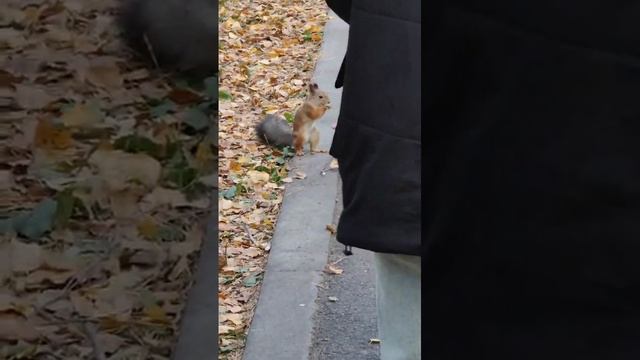 Деловые тюменские белки.mp4 смотреть онлайн