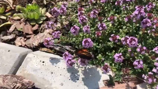 Анонс ! смотреть онлайн