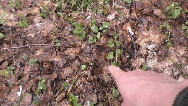 СЕМЕЙНЫЙ ПОХОД В ЛЕС ПО ГРИБЫ! Набрали грибов вдоволь! НАШЛИ СВОЮ ПОЛЯНУ ГРИБОВ И ПОПАЛИ ПОД ДОЖДЬ! смотреть онлайн