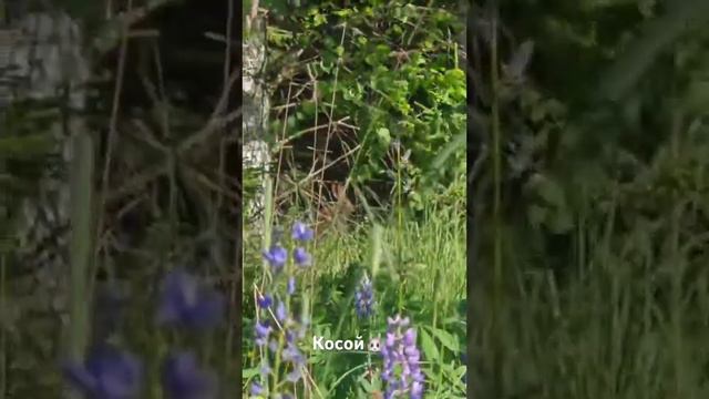 Мастер маскировки смотреть онлайн
