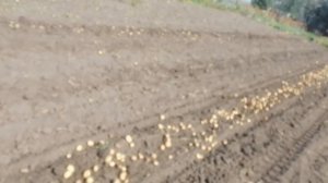 Копаем картошку с картофелекопалкой ККМ-5