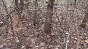 В лес за грибами! БЕЛЫЕ ГРИБЫ, ПОДОСИНОВИКИ... вечерний поход по грибы.