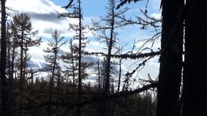 Проверка зимовий перед пушным промыслом 2