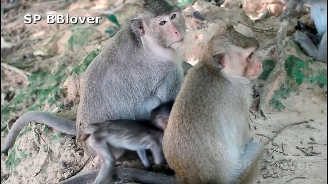 Why Possum Love Hit Baby To Cry - BBlover 152 смотреть онлайн