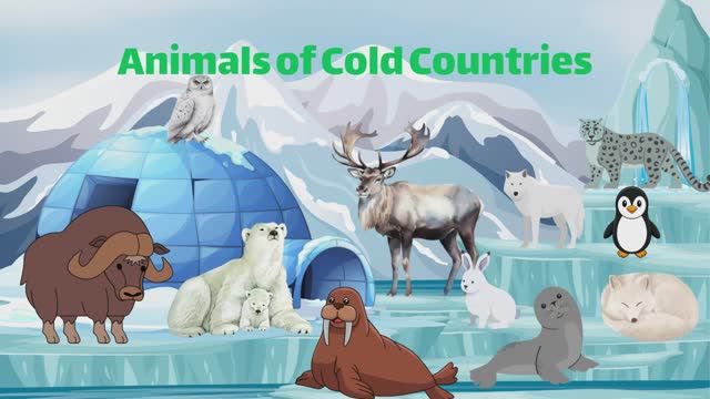 Животные Холодных Стран / Animals of Cold Countries / Животные для детей на английском смотреть онлайн