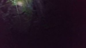 Охота на барсука с лайками