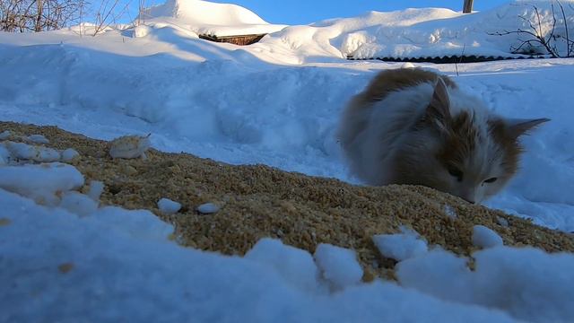 Котеночек 29032022 смотреть онлайн