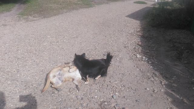 Играют собаки VID_20240925_101519.mp4