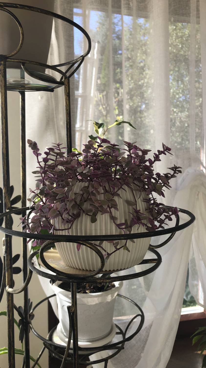 Каллизия "Розовая пантера" смотреть онлайн