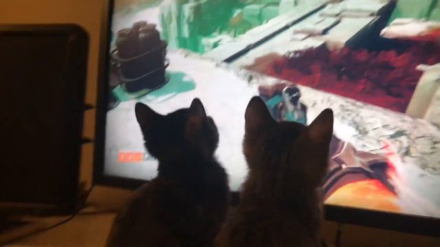 My kittens are fascinated by Destiny 2 смотреть онлайн
