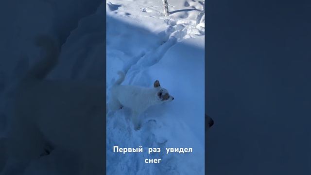 «Щенок и снег» смотреть онлайн