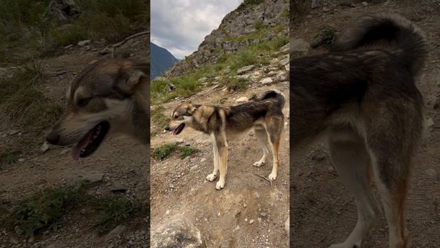 Грибы. Алтай смотреть онлайн