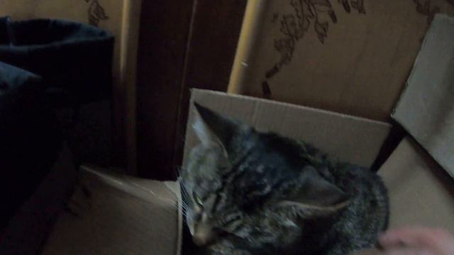 Кот смотреть онлайн