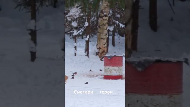 Снегири!!! смотреть онлайн