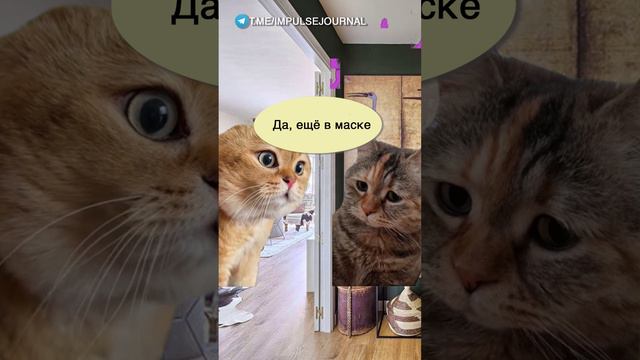 Две очереди #мыкотики #вмем #разговор #анекдот #шутки #кот #юмор #смешное #прикольно #мемы #cat смотреть онлайн