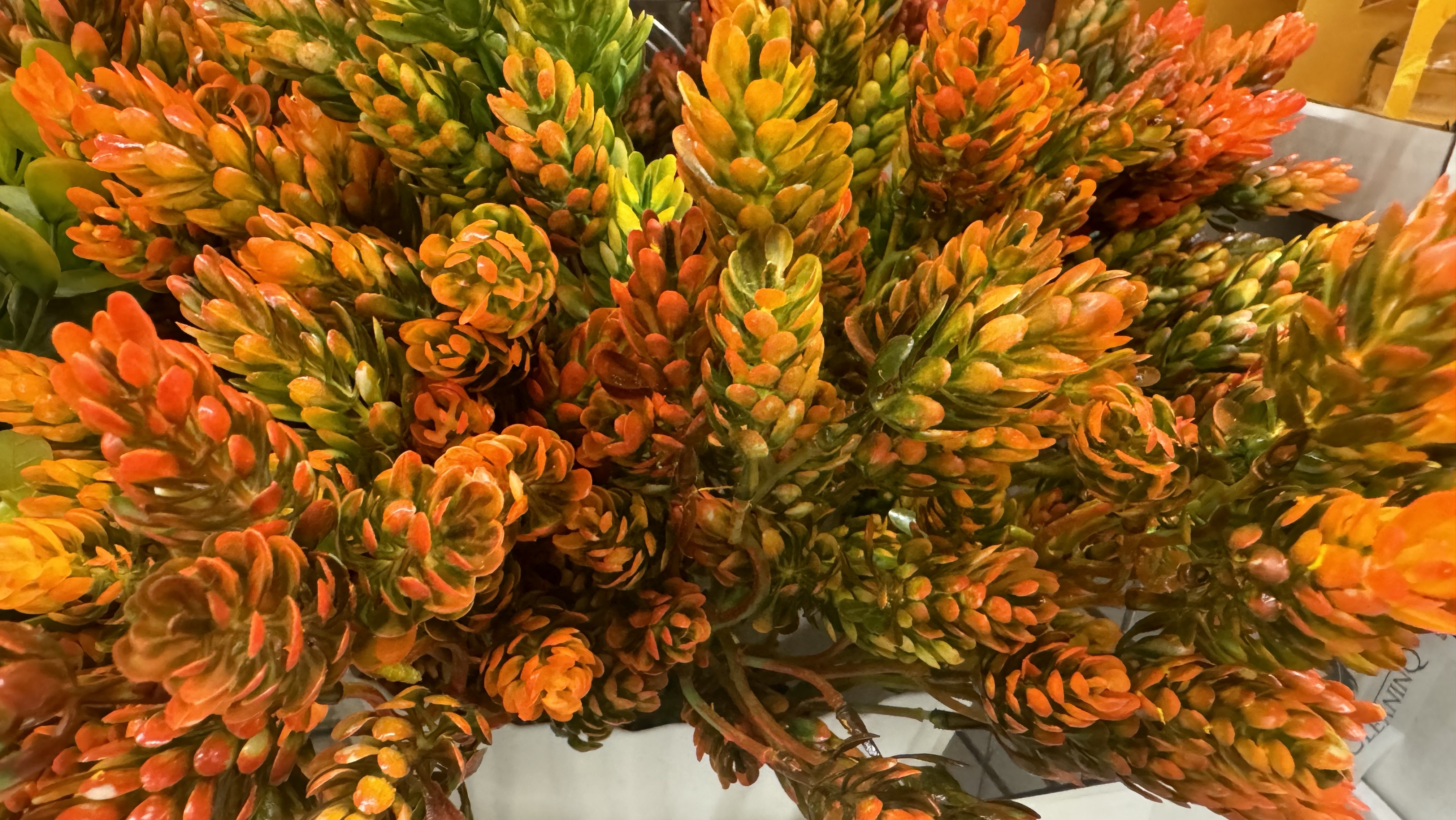 ГИПЕРМАРКЕТ ГЛОБУС | ОСЕННИЙ МАРАФОН смотреть онлайн