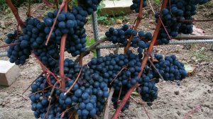 Технические сорта винограда, итоги сезона 2024 г