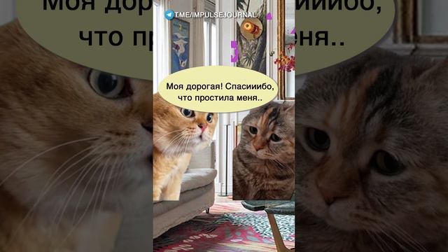 От любви #мыкотики #вмем #разговор #анекдот #шутки #кот #юмор #смешное #прикольно #мемы #cat смотреть онлайн