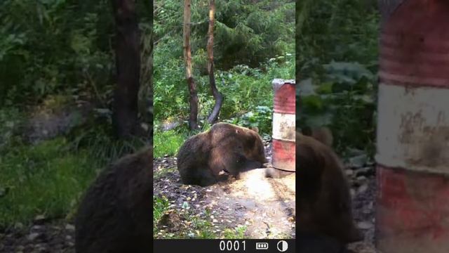 Какой же я красавец! смотреть онлайн