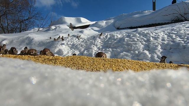 Воробьи смотреть онлайн