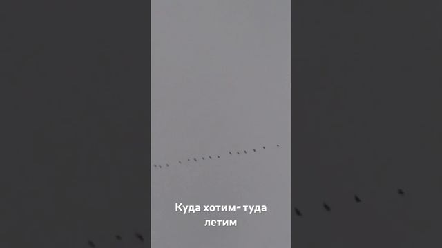 Перелет гусей 21.04.2007г смотреть онлайн