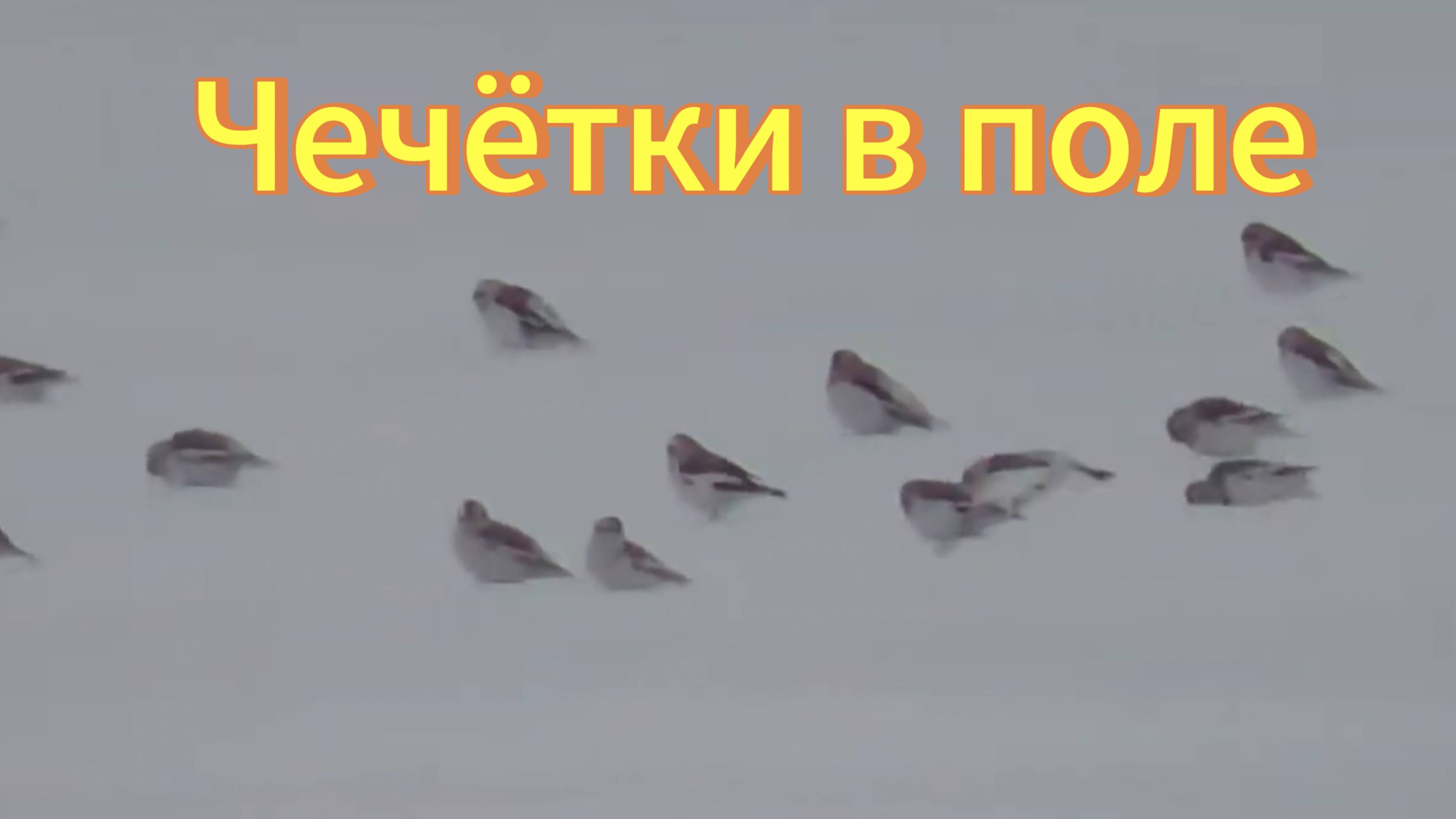 Большая стая чечёток в поле вдоль дороги. Птица чечётка. Тогучинский район Новосибирская область. смотреть онлайн