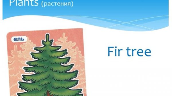 Растения - Plants