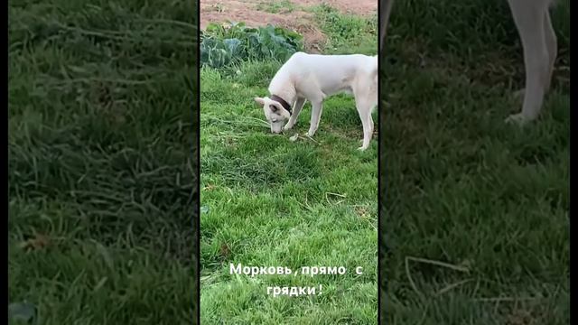 Вкуснятина! смотреть онлайн