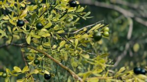 Новороссийск район ЖК Парковый