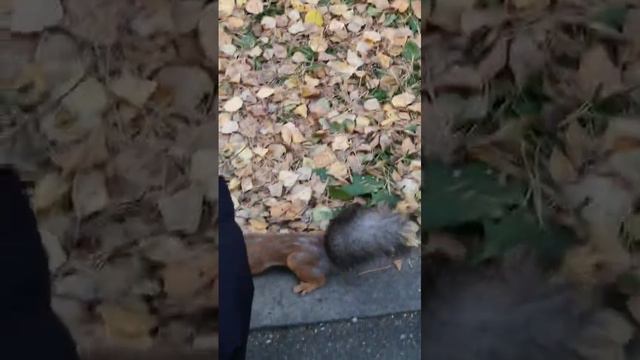 Сибирские белки.mp4 смотреть онлайн