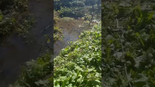 Нерест лосося, сентябрь 2024 года смотреть онлайн