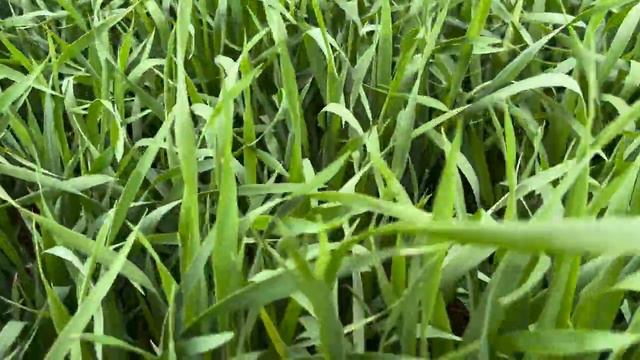 Таня/подсолнечник смотреть онлайн