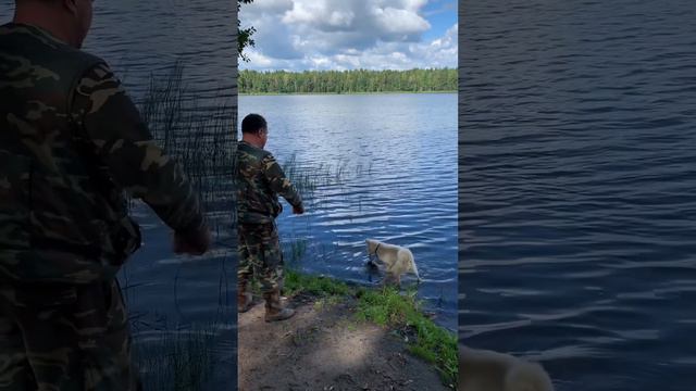 Подача утки заключительный этап смотреть онлайн