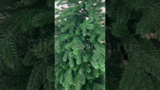 Ель Литая Алтайская смотреть онлайн
