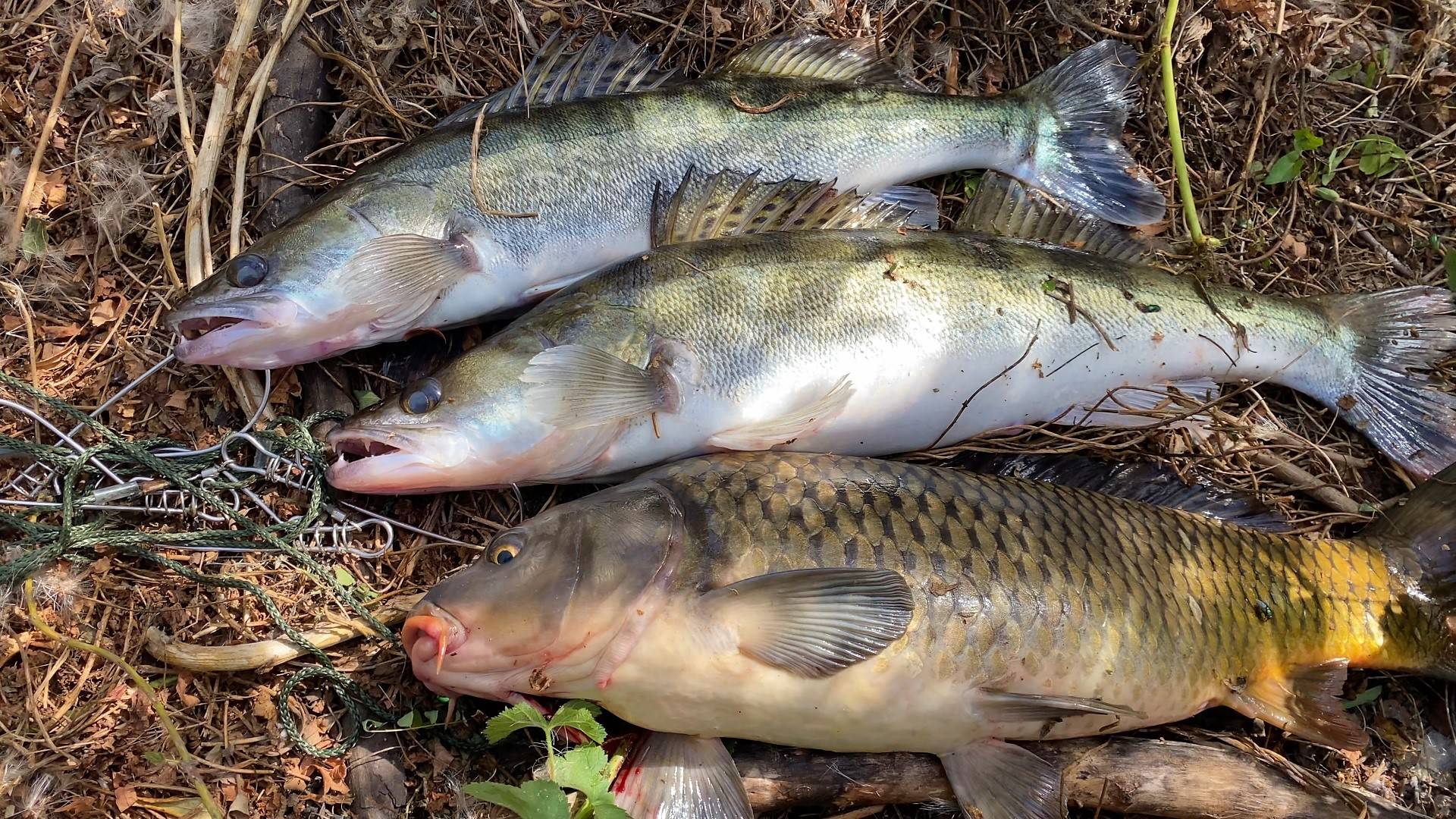 КЛЮЁТ НА КАЖДОМ ЗАБРОСЕ! РЫБАЛКА В АСТРАХАНИ. СУДАКИ НА СЪЕДОБНЫЙ СИЛИКОН, А САЗАНЫ НА ЖМЫХ. смотреть онлайн