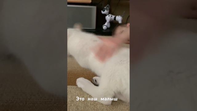 Малыш Дик! смотреть онлайн